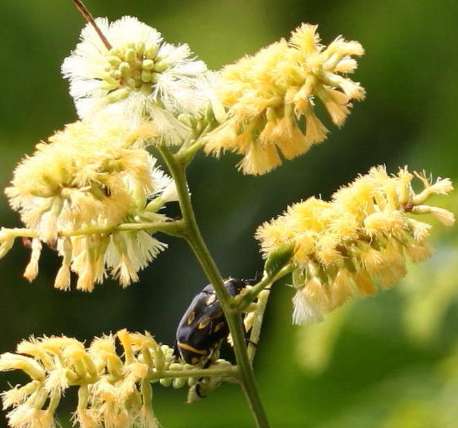 Senegalia bonariensis