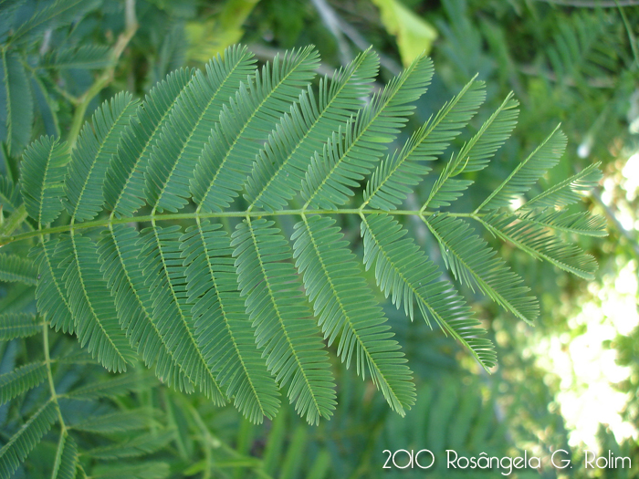 Senegalia bonariensis