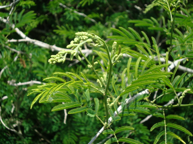 Senegalia bonariensis