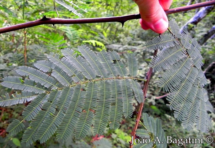 Senegalia bonariensis