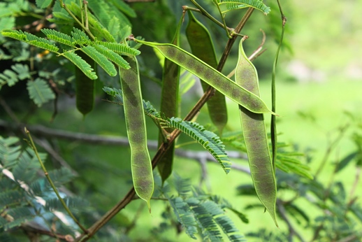 Senegalia bonariensis