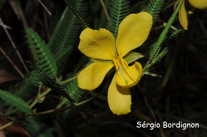 Chamaecrista flexuosa