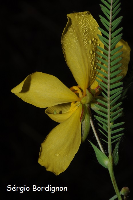 Chamaecrista flexuosa