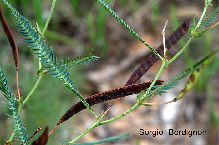 Chamaecrista flexuosa