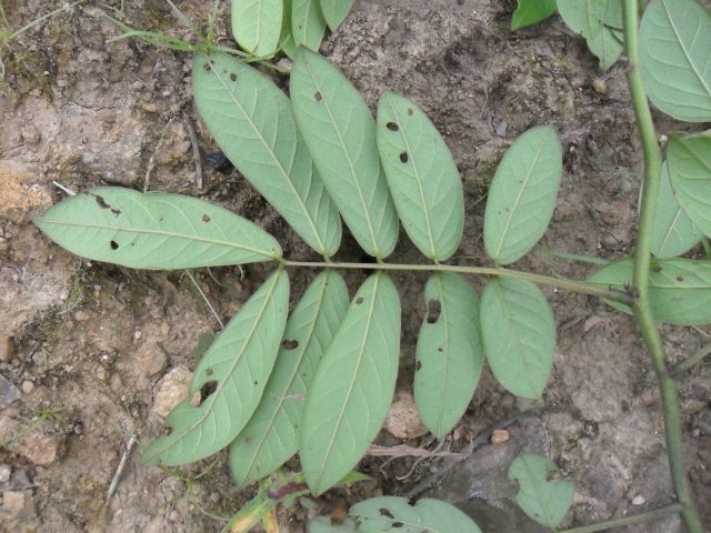 Senna neglecta