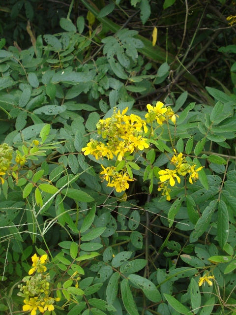 Senna neglecta