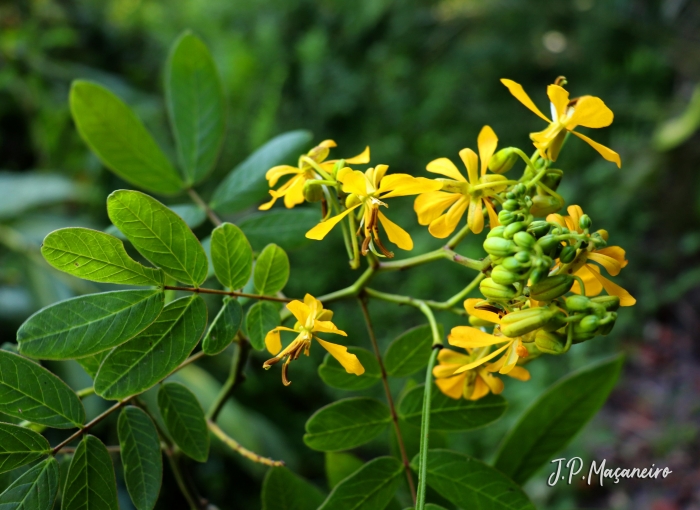 Senna neglecta