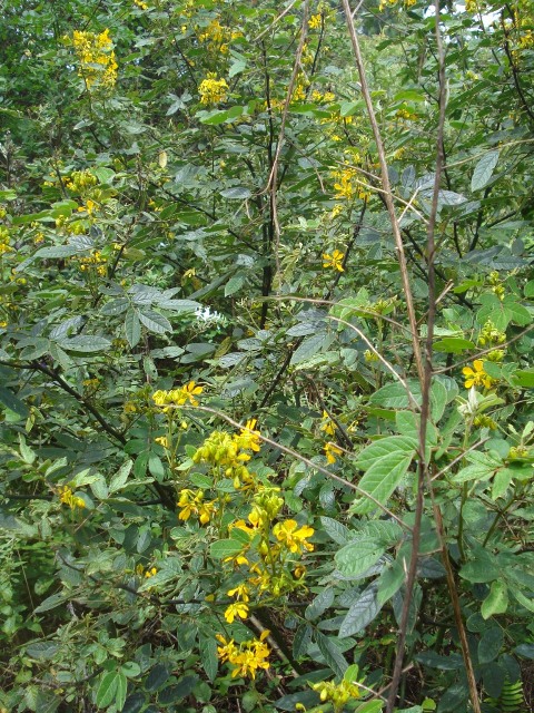 Senna neglecta