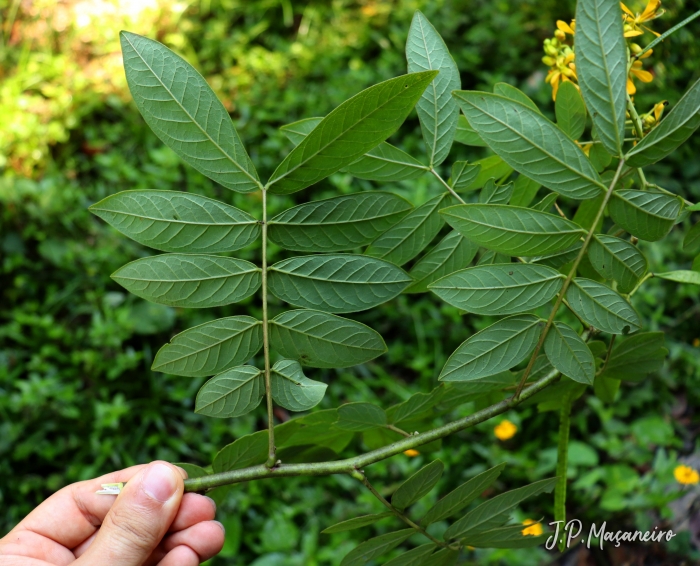 Senna neglecta