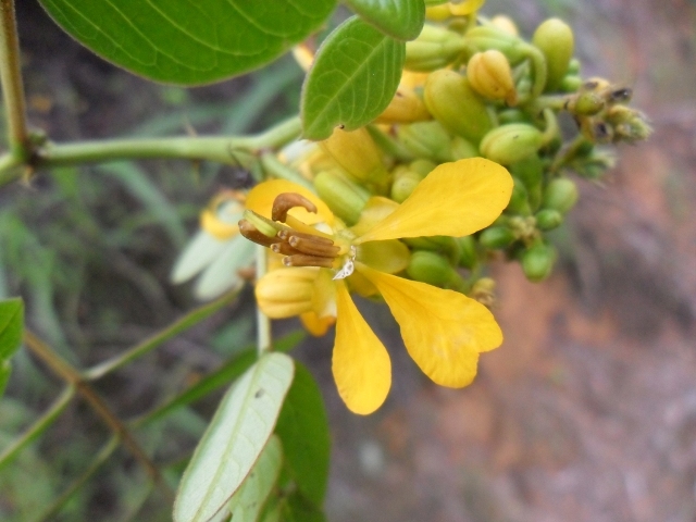 Senna neglecta