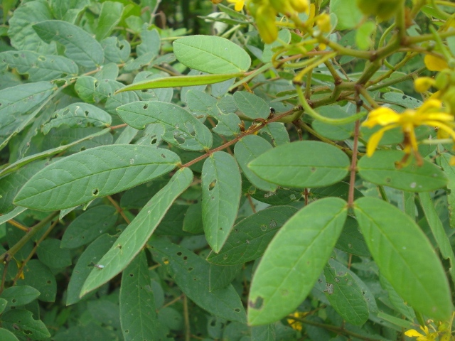 Senna neglecta