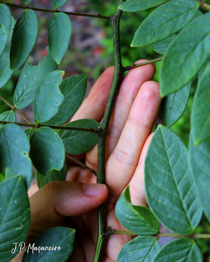 Senna neglecta