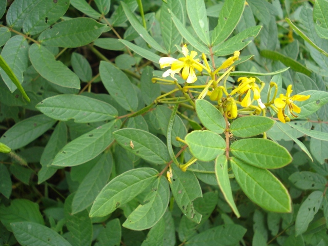 Senna neglecta