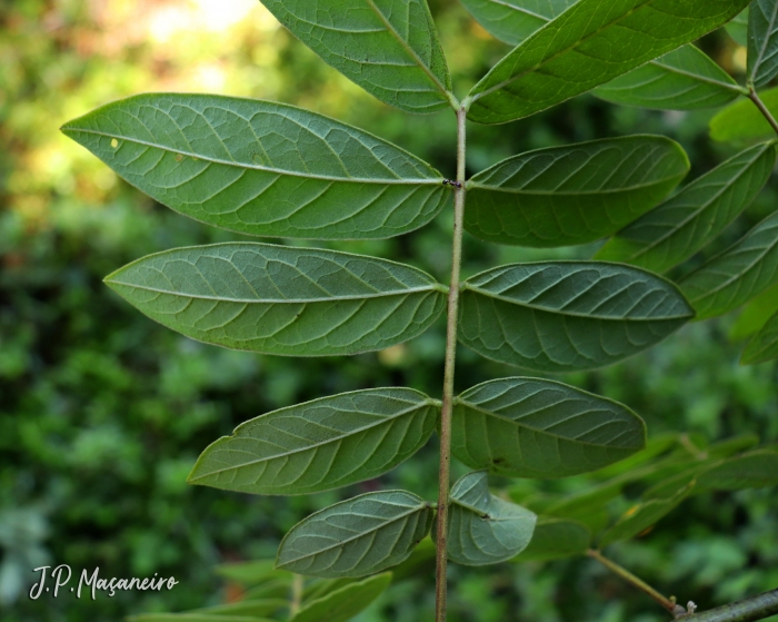 Senna neglecta