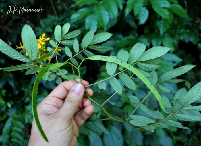 Senna neglecta