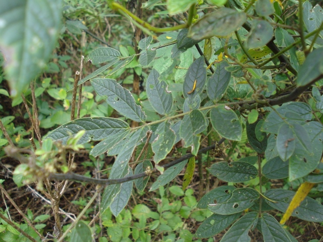 Senna neglecta