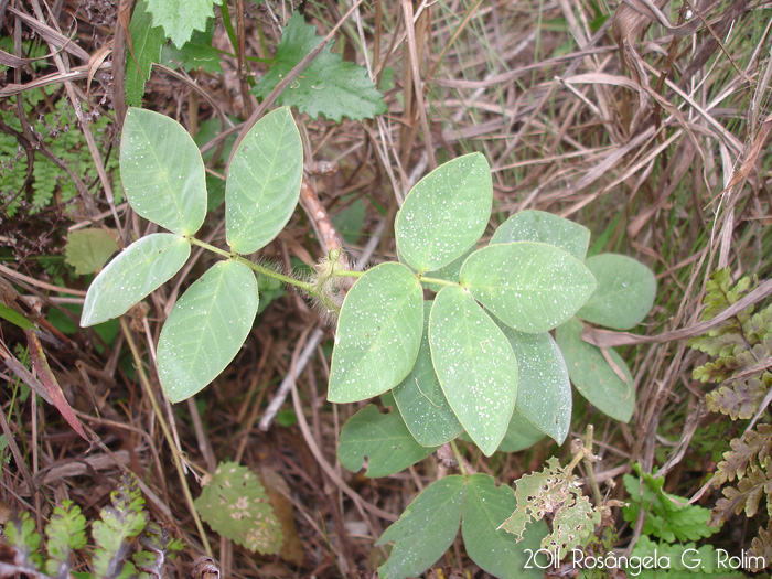 Senna pilifera