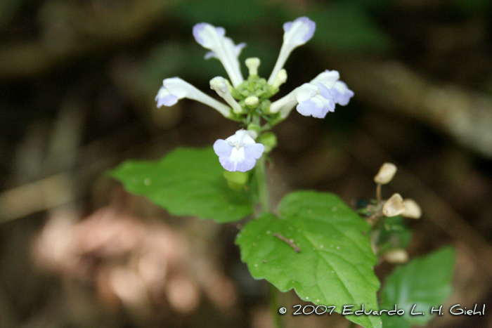 Scutellaria uliginosa