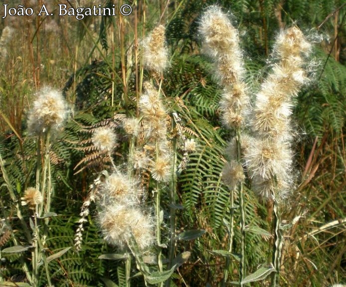 Pterocaulon alopecuroides