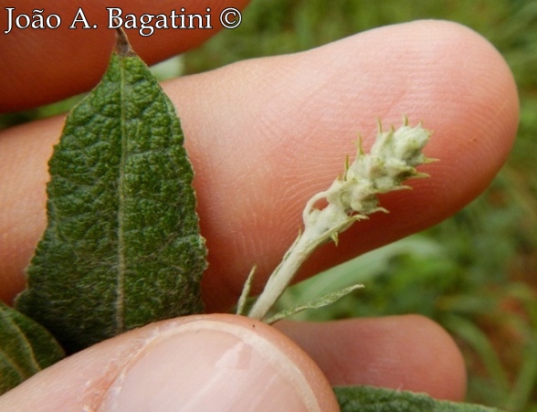 Pterocaulon alopecuroides