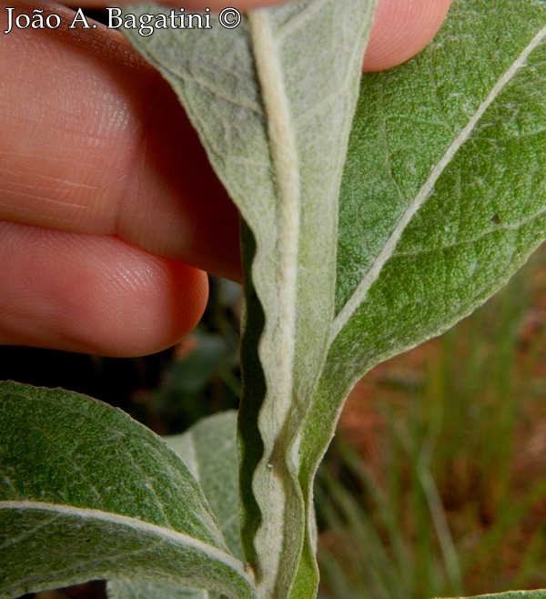 Pterocaulon alopecuroides