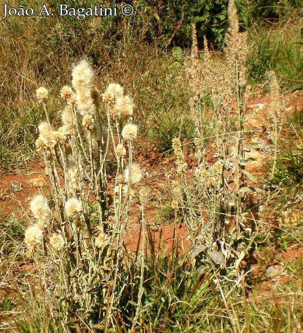 Pterocaulon alopecuroides