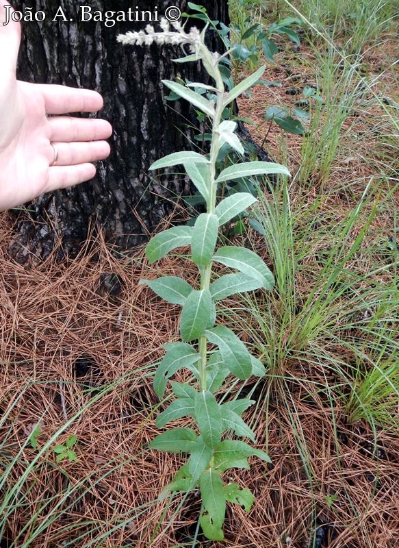 Pterocaulon alopecuroides