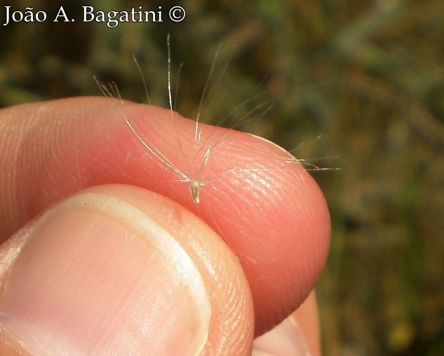 Pterocaulon alopecuroides