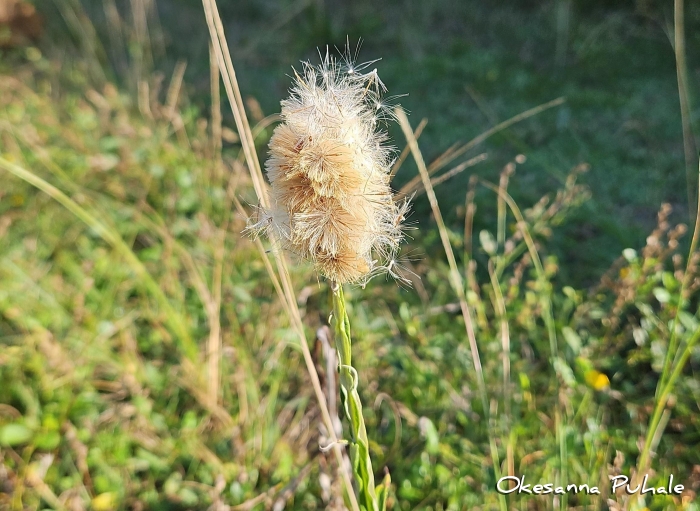 Pterocaulon alopecuroides