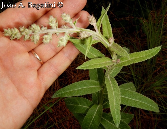 Pterocaulon alopecuroides