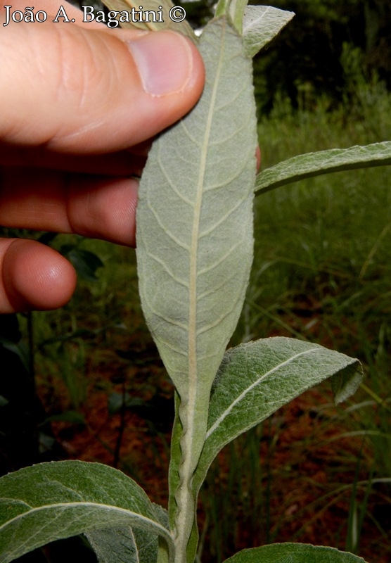 Pterocaulon alopecuroides