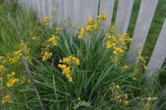 Sisyrinchium palmifolium