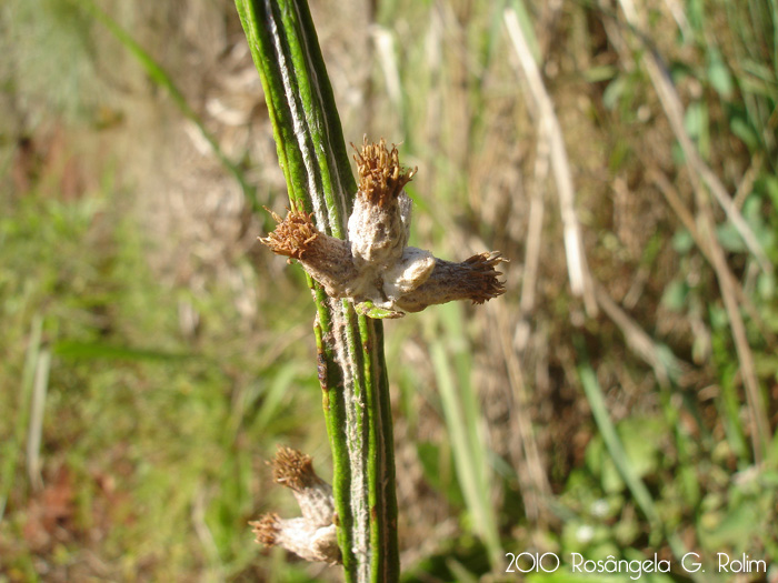 Pterocaulon polypterum