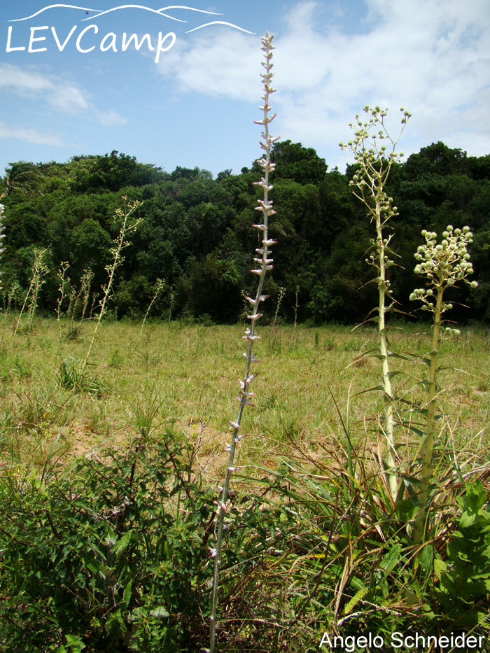 Pterocaulon polypterum