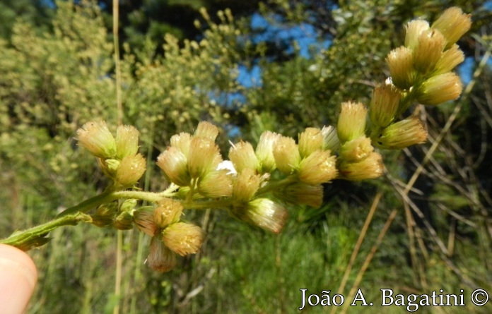 Pterocaulon polystachyum