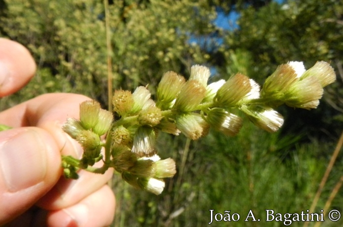 Pterocaulon polystachyum