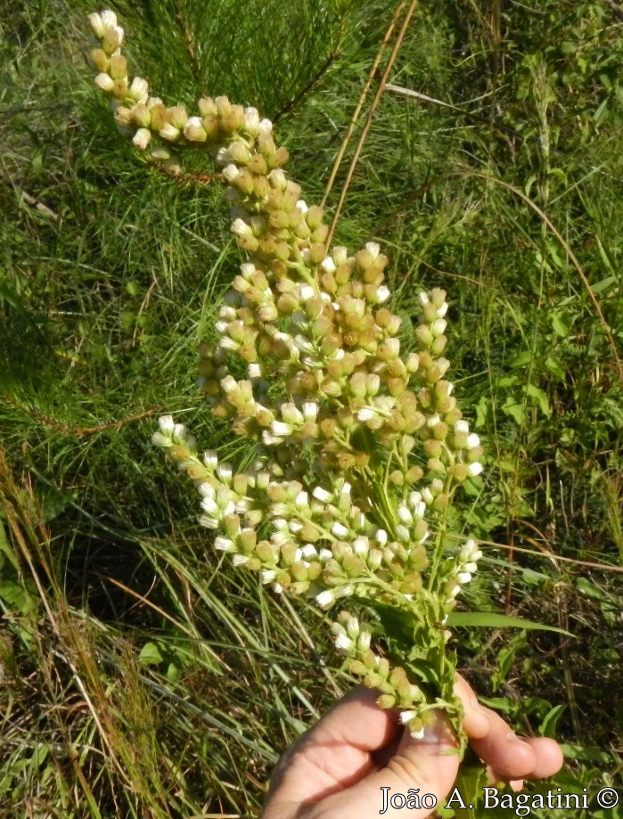 Pterocaulon polystachyum