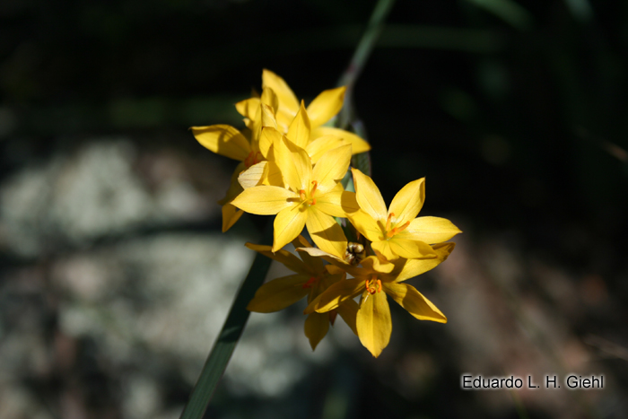 Sisyrinchium palmifolium