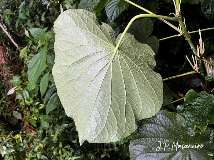 Piper umbellatum