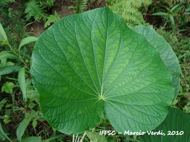 Piper umbellatum