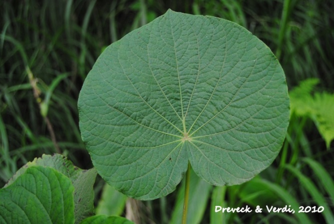 Piper umbellatum