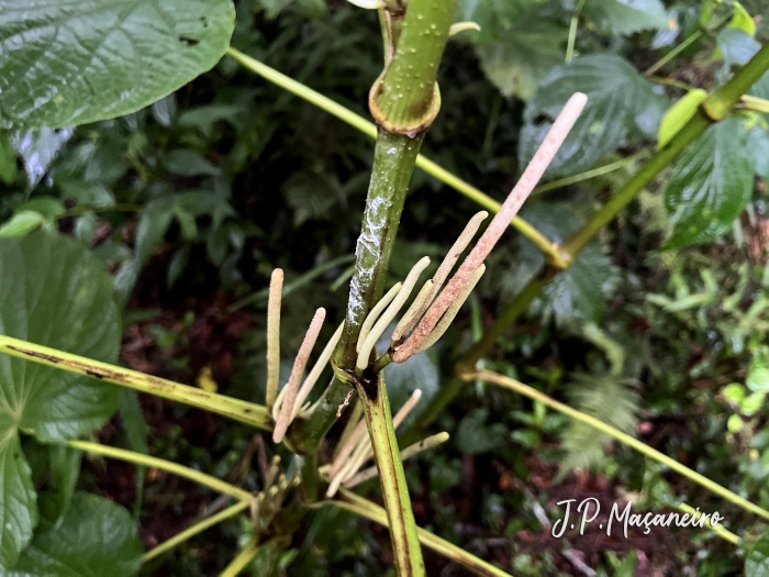 Piper umbellatum