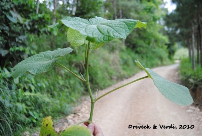 Piper umbellatum