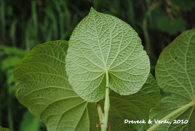 Piper umbellatum