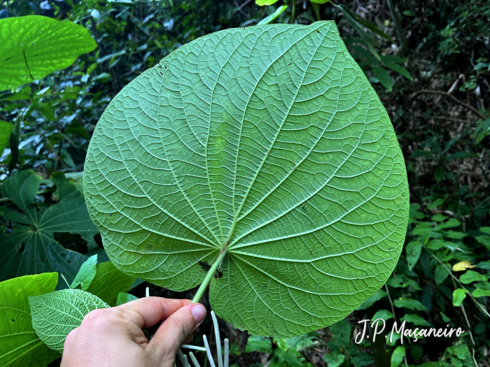Piper umbellatum
