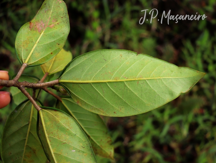 Coussapoa microcarpa