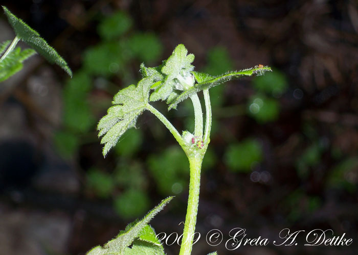 Bowlesia incana