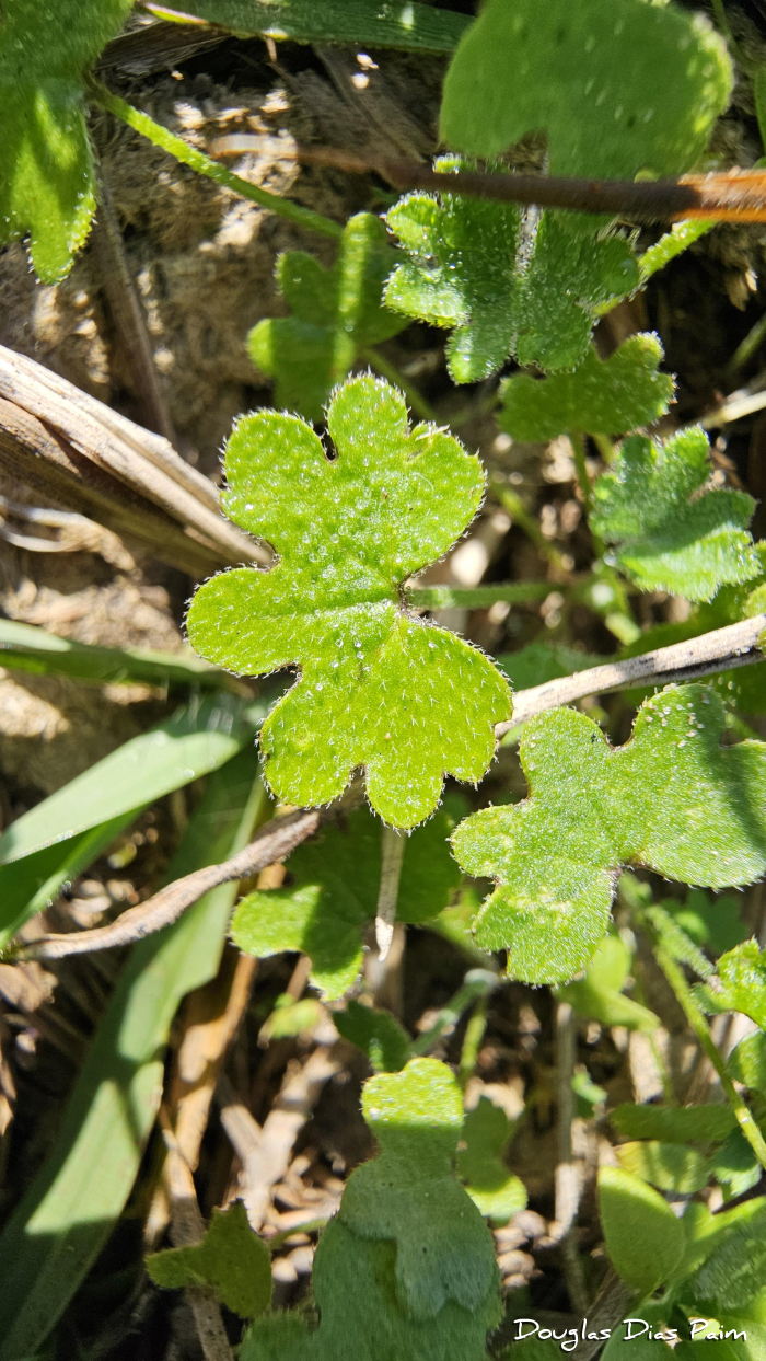Bowlesia incana