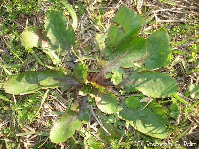 Eryngium nudicaule