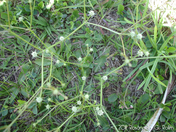 Eryngium nudicaule